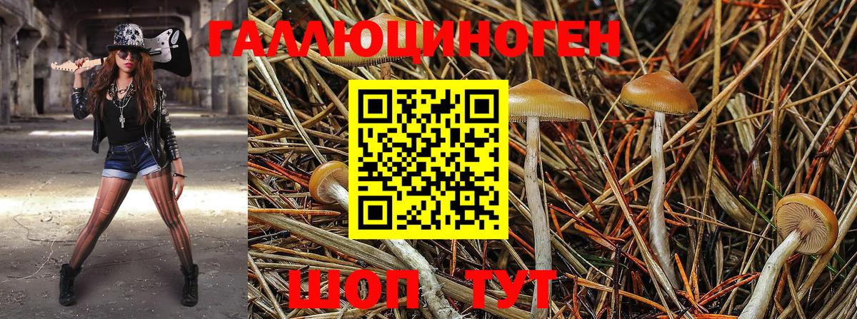 Калач-на-Дону  купить закладку  Вход с VPN  Псилоцибиновые грибы GOLDEN TEACHER 
